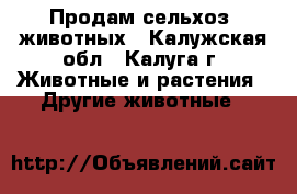 Продам сельхоз. животных - Калужская обл., Калуга г. Животные и растения » Другие животные   